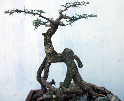 Bonsai, cay canh nghe thuat, cây cảnh nghệ thuật, cay the, cây thế, triển lãm bonsai, trien lam bonsai, triển lãm cây thế, trien lam cay the